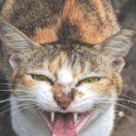 一只发出嘶嘶声的玳瑁色猫。