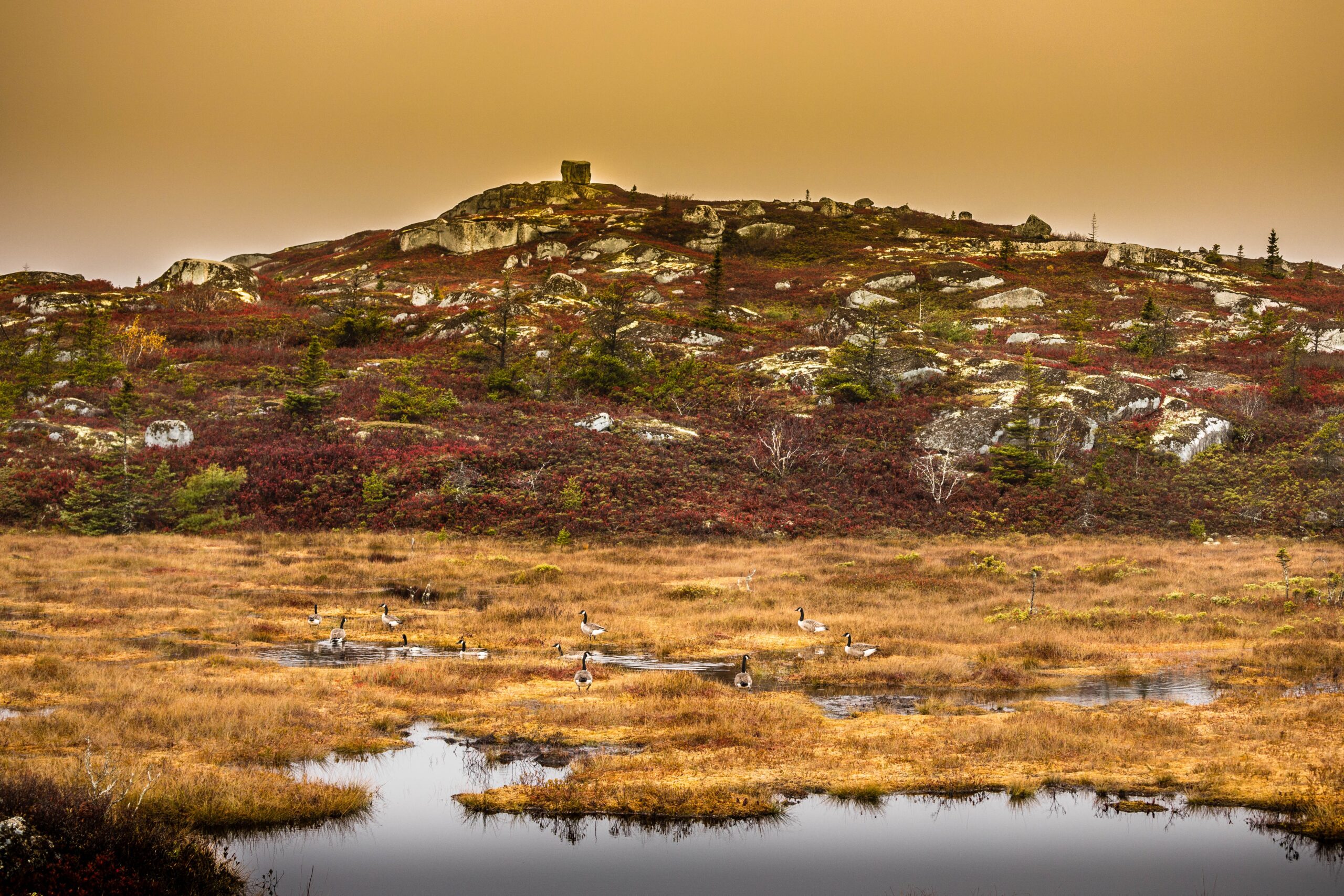 湿地的剧烈的图象有鹅的在前景，和小山与一块大巨石的在背景中。天空是黄色的。