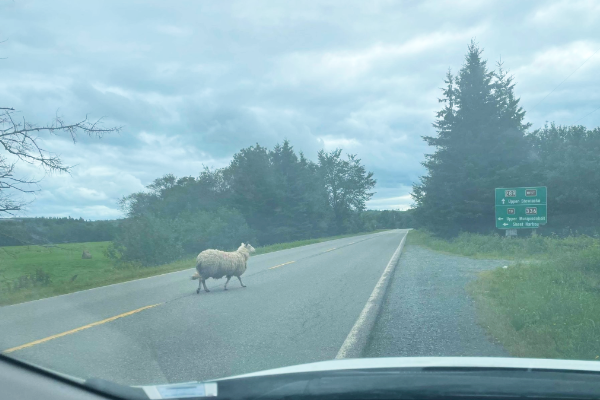 一只羊从苏珊娜的车前穿过马路。为什么?