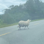 一只不幸的绵羊穿过马路