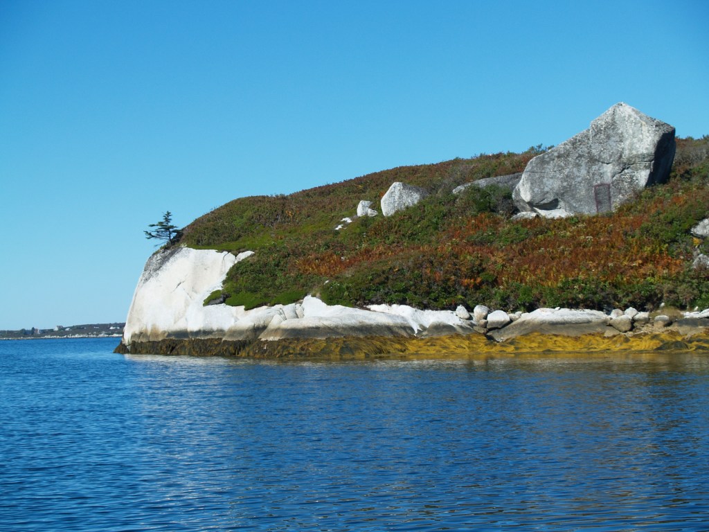 新斯科舍特伦斯湾附近海岸线的照片。这张照片显示一块大石头伸入水中。岩石上覆盖着叶子，上面有更小的岩石。在岩石的边缘，有一棵小常青树，可以俯瞰水面。水是明亮的蓝色。