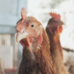 A closeup of a brown hen's face, looking curiously at the camera