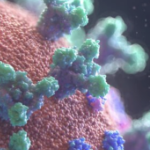 一台计算机生成的卷型病毒的图像，带有红色的身体，看起来像西兰花的绿色尖峰蛋白，以及其他粉红色和蓝色的蛋白质团块，漂浮在黑色背景上。