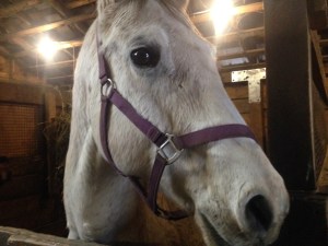 一张瑞克斯的照片，一匹退休的白色赛马在谷仓的马厩里。Wrex戴着紫色的吊带，目光远离镜头。