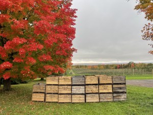 苹果箱堆放在贝里克郊外的一个农场外面。一棵大红树矗立在背景中。