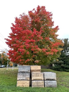 苹果箱堆放在贝里克郊外的一个农场外面。一棵大红树矗立在背景中。