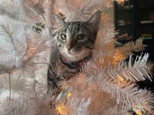 苏珊娜的8个月大的小猫多诺万是一只灰色、白色和米色的虎斑猫，它坐在一棵白色的圣诞树上，在圣诞老人到来之前，它肯定会把它弄坏。