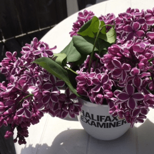 一束新鲜的紫丁香，中紫色，花边白色。摆放在哈利法克斯考官的杯子里，在六月阳光明媚的一天，放在外面的桌子上。