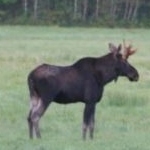 一张大陆驼鹿站在旷野上的照片