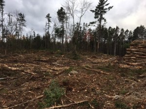 在岩石点湖附近切割，可以看到一片树林附近的空地。