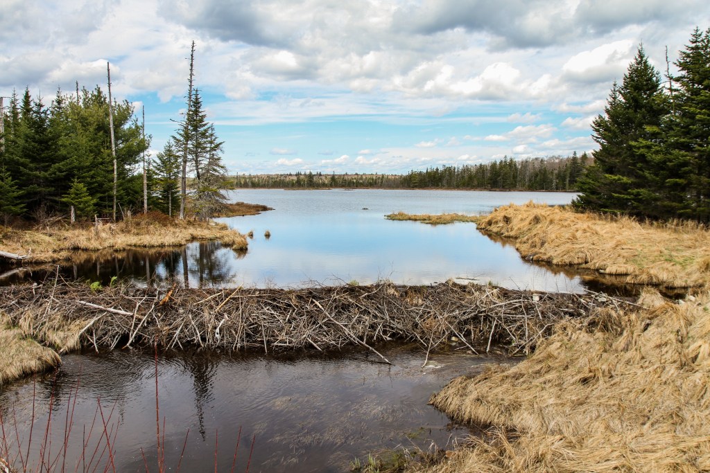 海狸坝金矿计划所在地区的景观，有湖泊和湿地，如图所示，其中一个湖泊上有一个海狸坝。摄影:Simon Ryder-Burbidge