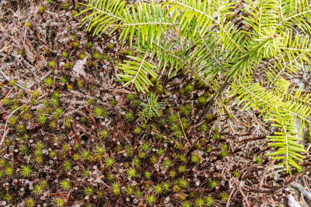 比弗水坝附近的植被地被，所有这些都将被移除，用于拟议中的金矿。图片:Simon Ryder-Burbidge