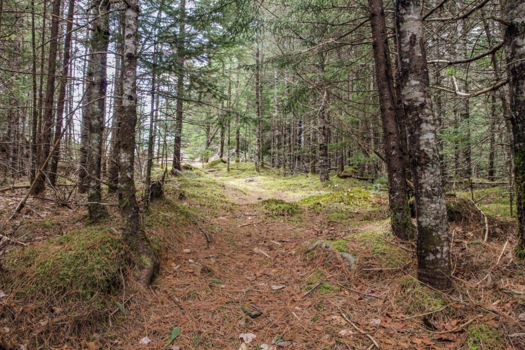 这是一条迷人的小路，穿过拟议中的比弗水坝矿区附近的树林。图片:Simon Ryder-Burbidge