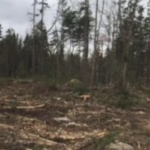 森林废墟前的一片空地