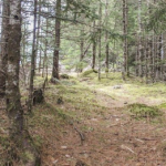 阳光下斑驳的林区