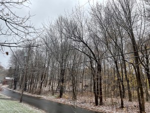 across the quiet residential street from Ethan's house, a small wooded area full of bare trees stands above the cold, snow-dusted ground