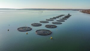 在一个晴朗的蓝色日子里，在拉克海滩附近的安纳波利斯盆地，一排网排列在水面上。