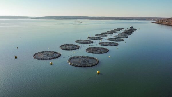 在一个晴朗的蓝色日子里，在拉克海滩附近的安纳波利斯盆地，一排网排列在水面上。