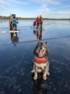 一只哈士奇坐在加斯珀罗湖上，伸出舌头。冰是透明的，绵延数公里。这是一个晴朗的日子。背景是五个人站在冰上聊天