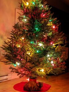 一棵点亮的圣诞树，大约4英尺高，晚上放在客厅里，挂着一条红色的树裙，一只心满意足的猫依偎在上面。