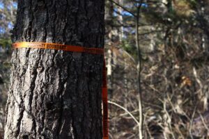 一条橙色的丝带缠绕在森林中的一棵树上，标志着比尔斯溪附近计划采伐的边界