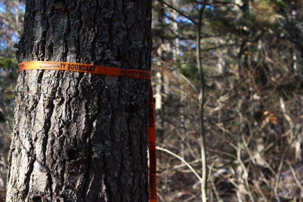 一条橙色的丝带缠绕在森林中的一棵树上，标志着比尔斯溪附近计划收割的边界