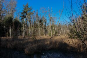 Blue sky above a stand of barren trees in winter. Below is grassy wetland.