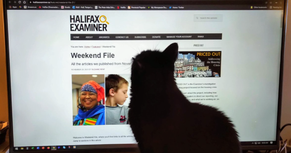 A dark cat which has one ear folded back sits in front of a computer reading the Examiner.