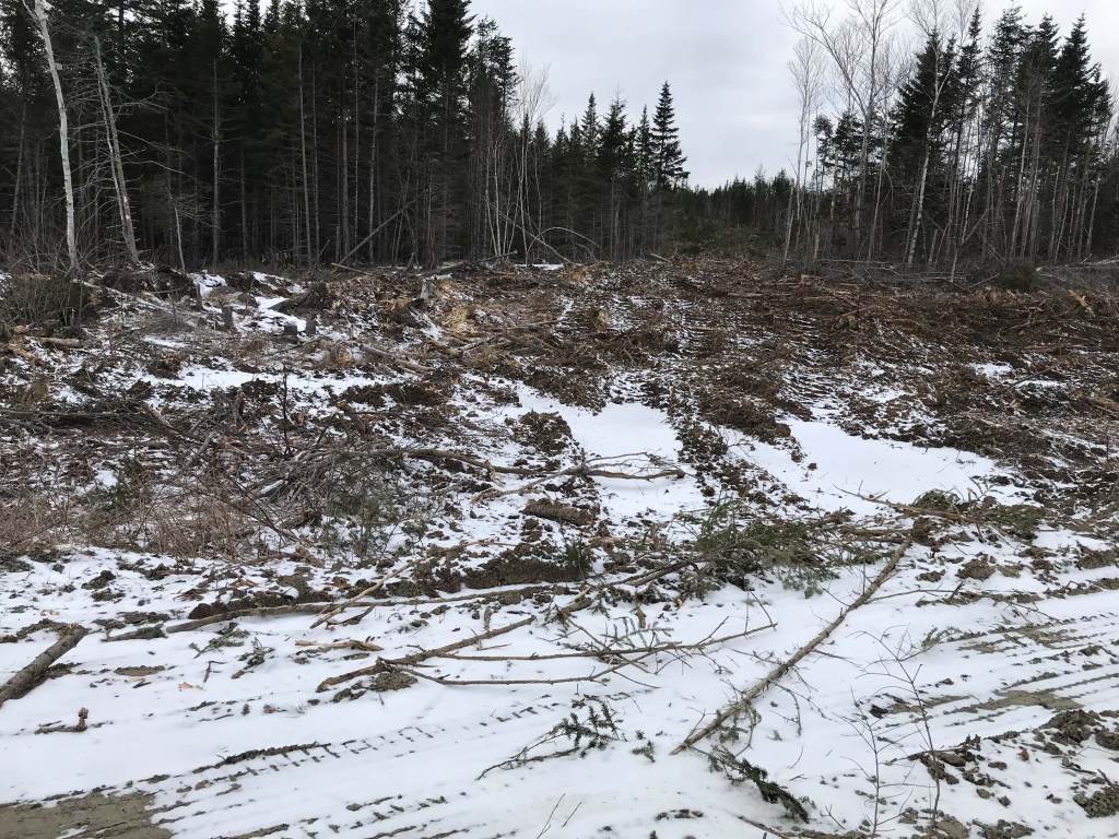 北部纸浆公司(Northern Pulp)拟建的比弗坝金矿附近的土地似乎已经在开矿前被清理干净了。摄影:Joan Baxter