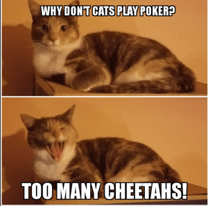 一只花布猫的表情包说:“为什么猫不玩扑克?猎豹太多了!”