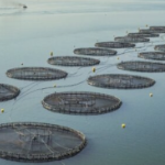 在平静的海洋上的一长串圆形渔网