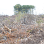在一大片被砍伐一空的废墟上，从远处看到的一排树木