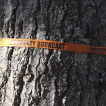 周围有橙色胶带的树干，上面写着“财产边界”