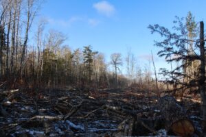 Trees lie cut in a large space behind the protestor's camp, surrounded by a thin stand of living trees