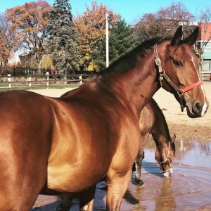 在哈利法克斯市中心的哈利法克斯小孟加拉枪骑兵酒店，两匹光滑的棕色马享受着秋天的阳光。