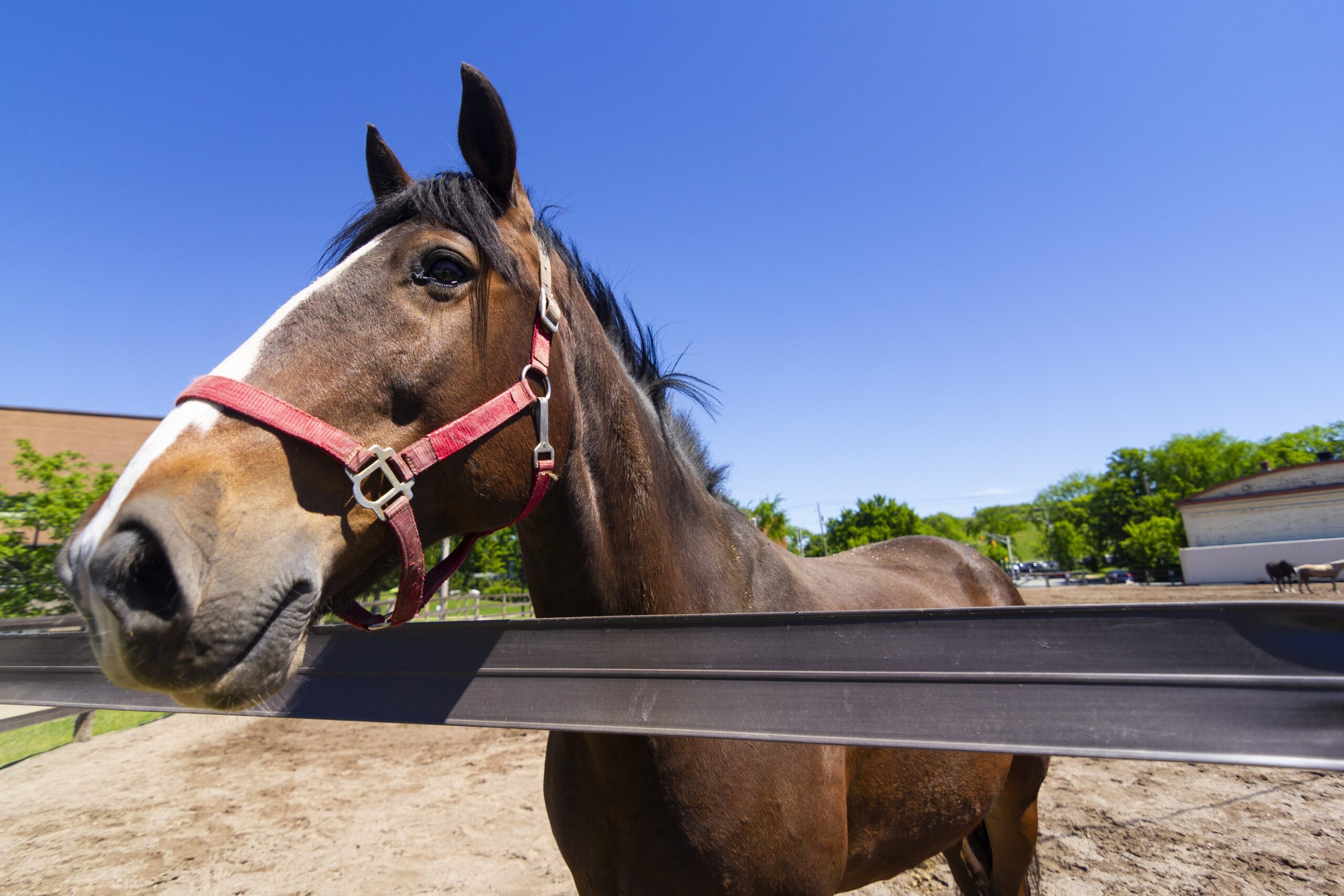 在阳光明媚的日子里，可以看到一头头上有白色条纹的棕色马。那匹马站在栅栏后面，戴着红色的颊巾。在背景中，还有另外两匹马站在泥地里。后面更远的地方有树。