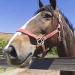 马脸的特写。它是棕色的，鼻子下面有白色的斑点。