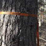 树干上系着橘色的界带