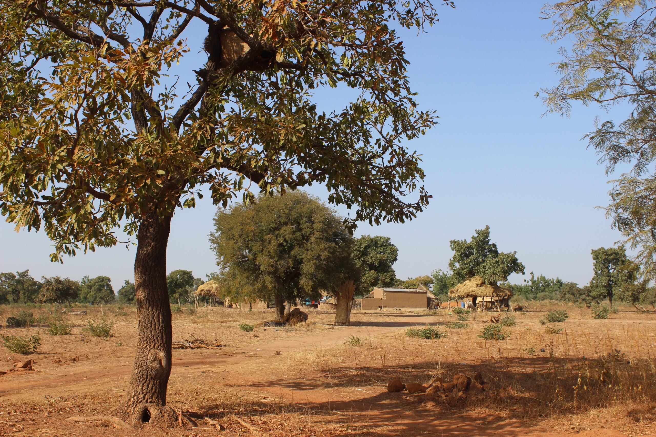 布基纳法索绝大多数人(92%的人口)依靠小规模农业谋生，而不是采金矿。他们复杂的“公园”农林复合耕作系统包括在农田上种植有价值的树木来培育景观，比如照片中显示的这棵乳木果树，它能生产乳木果黄油，在该地区被称为“绿色黄金”。图片:Joan Baxter
