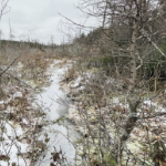 灰色天气里冬天的景色。在前景中，有一些小的常青树和中型的光秃秃的树从冰冻的苔藓中伸出来。