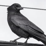 一只黑乌鸦从他的翅膀上望过去