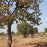 一个干旱景观的乳头树脂