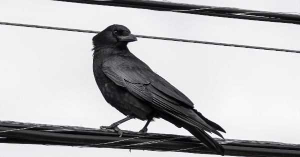 一张乌鸦坐在电线上的黑白照片