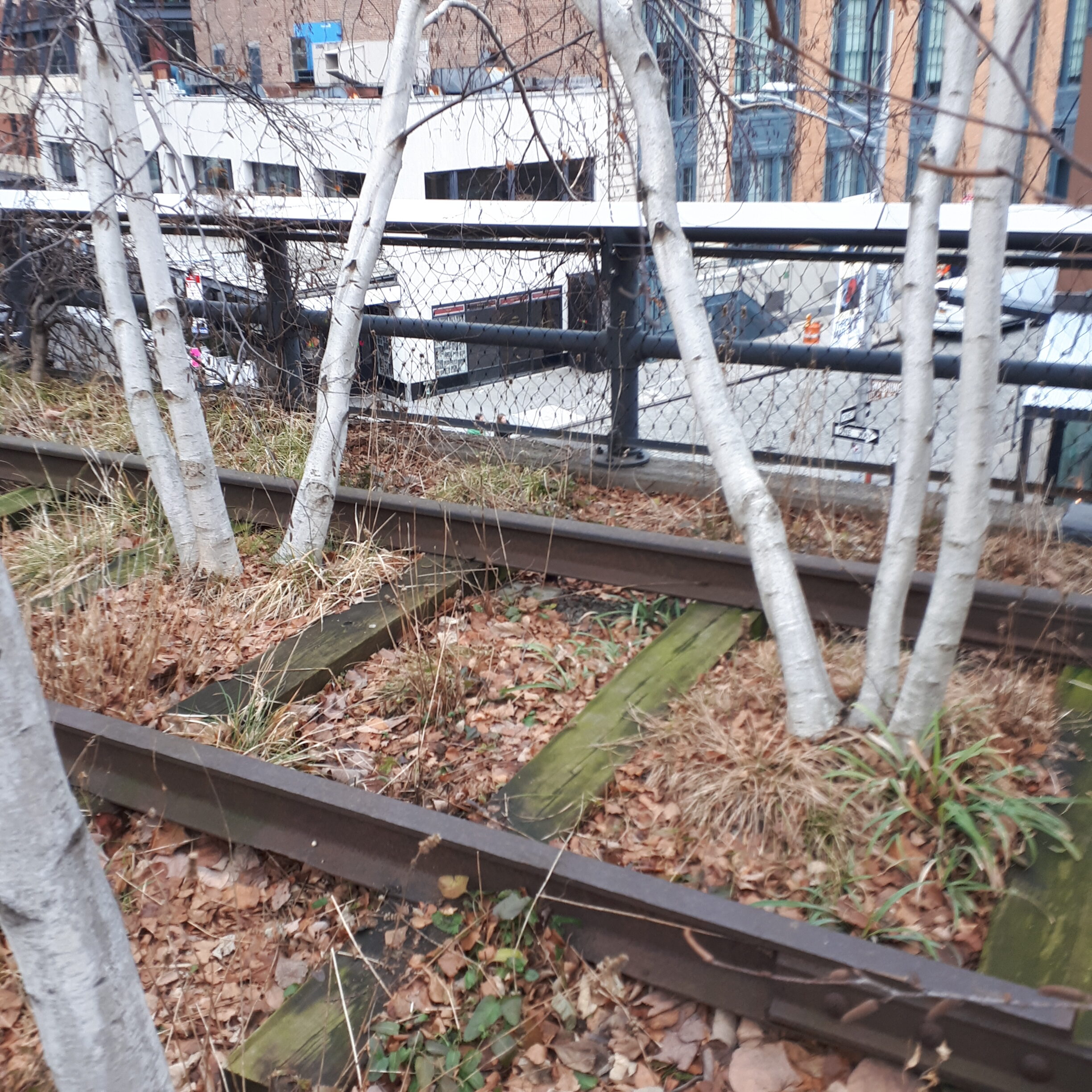 铁轨之间生长着小白桦树。