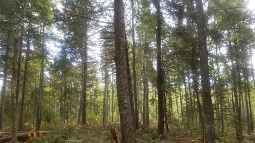 这张照片显示的是科尔切斯特县北诺瓦森林所有者合作社(North Nova Forest Owners Co-operative)所做的生态林业，非常有选择性地采伐树木，干扰最小，与Lahey报告所支持的三合一矩阵模型保持一致。照片:格雷格•沃森