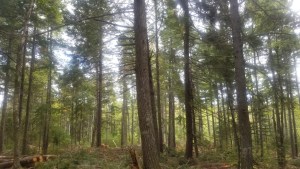 这张照片显示的是科尔切斯特县北诺瓦森林所有者合作社(North Nova Forest Owners Co-operative)所做的生态林业，非常有选择性地采伐树木，干扰最小，与Lahey报告所支持的三合一矩阵模型保持一致。照片:格雷格•沃森