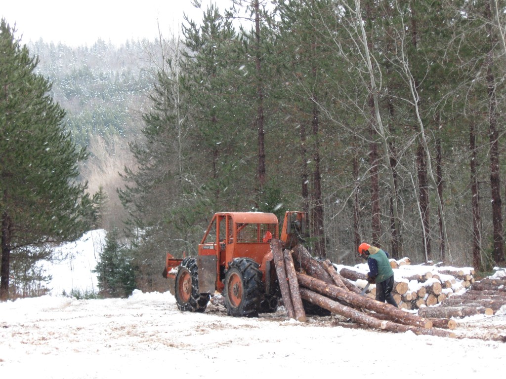 这张照片显示汤姆·米勒在他的森林里做生态林业。照片:贡献