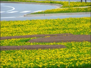 黄色的蒲公英覆盖着Armdale Rotary附近的草地。照片上大部分是蒲公英。可以看到一些灰色的街道。