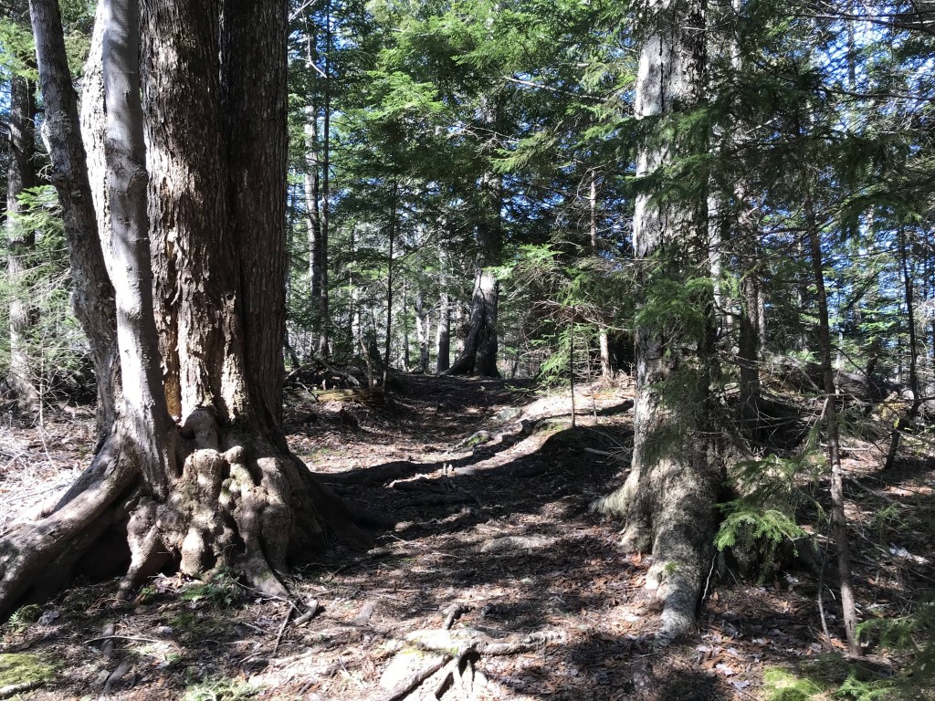 克莱顿开发公司(Clayton Developments)想把华莱士港控股公司(Port Wallace Holdings)的土地改造成一个小区，这条小径穿过健康的林地，长满了古老的铁杉，如图所示。照片:Joan Baxter