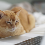 An orange cat looks at a laptop screen through half-closed eyes